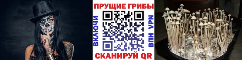 где купить наркоту  Геленджик  Галлюциногенные грибы Psilocybine cubensis 